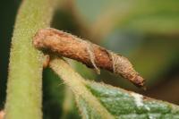 Coleophora lusciniaepennella