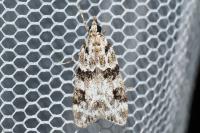 Eudonia delunella