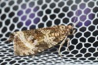 Celypha lacunana