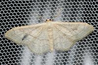 Idaea aversata