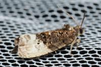 Hedya nubiferana
