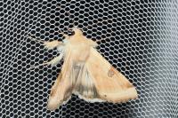 Heliothis peltigera