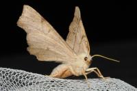 Ennomos erosaria
