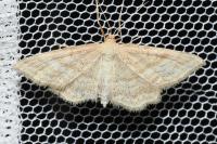Idaea macilentaria