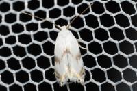 Pseudopostega crepusculella