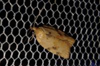 Acleris ferrugana/notana