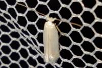 Opostega salaciella