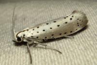 Yponomeuta