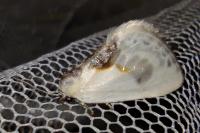 Cilix glaucata