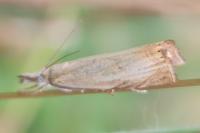 Chrysoteuchia culmella