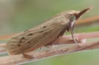 Ematheudes punctella