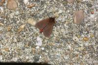 Phragmatobia fuliginosa