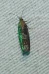 Ancylis achatana