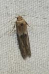 Blastobasis phycidella