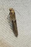 Blastobasis phycidella