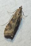 Nomophila noctuella