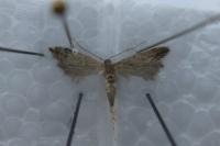 Monochroa palustrellus