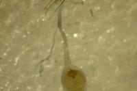 Monochroa palustrellus