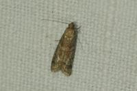 Ephestia woodiella