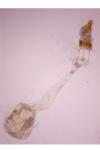 Ephestia woodiella