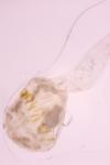 Ephestia woodiella