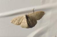 Idaea straminata