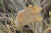 Ennomos erosaria