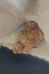 Hoplodrina octogenaria