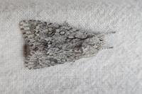 Acronicta aceris