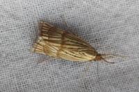 Chrysocrambus linetella