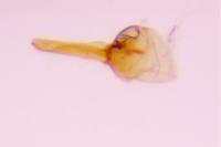 Isophrictis corsicella