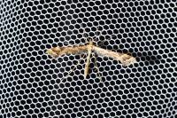 Amblyptilia acanthadactyla