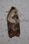 Acleris variegana