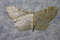 Idaea fuscovenosa