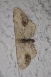 Idaea dimidiata