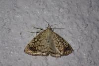 Evergestis pallidata