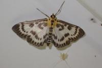 Anania hortulata