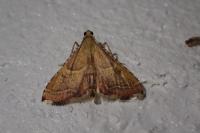 Endotricha flammealis