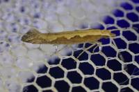 Plutella xylostella