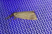 Chrysocrambus linetella