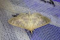 Patania ruralis