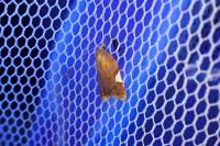 Acleris holmiana