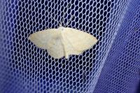 Scopula immutata
