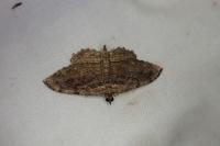 Philereme transversata