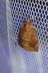 Cosmia pyralina