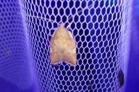 Carcina quercana