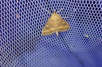 Ostrinia nubilalis/scapulalis