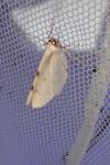 Lomographa bimaculata