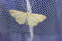 Idaea macilentaria