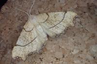 Ennomos quercinaria